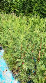 Piante da siepe di photina rossa e leyLandi