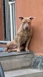 American pitbull ukc