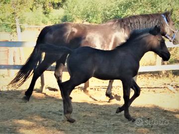 Cavallo SICILINO OCCIDENTALE DOC