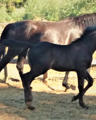Cavallo SICILINO OCCIDENTALE DOC