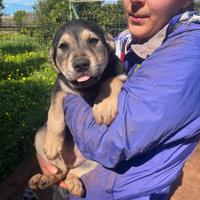 Cucciola 3 mesi mix akita inu