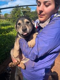Cucciola 3 mesi mix akita inu