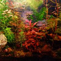 Ludwigia Mini Super Red
