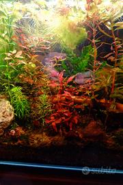 Ludwigia Mini Super Red