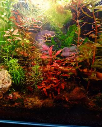 Ludwigia Mini Super Red