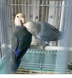 Coppia di pappagalli