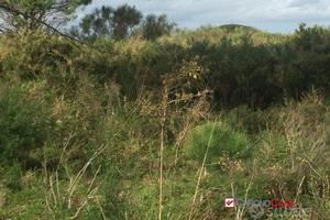 Terreno a Castanea Rif.MFE-5493