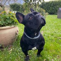 Bulldog francese per accoppiamento