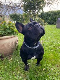 Bulldog francese per accoppiamento
