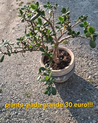 piante