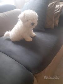 Maltese toy