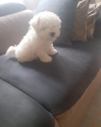 Maltese toy
