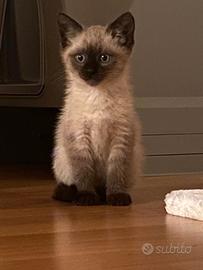 Cucciolo gatto