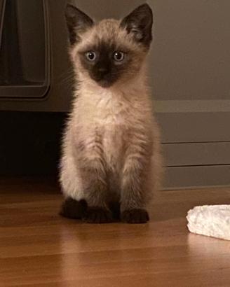 Cucciolo gatto