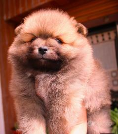 Cucciolo Volpino Pedigree Enci