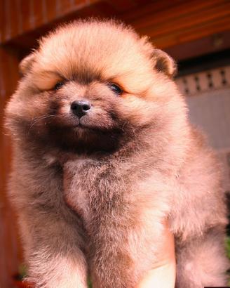 Cucciolo Volpino Pedigree Enci