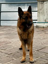 Pastore tedesco con pedigree 5 anni