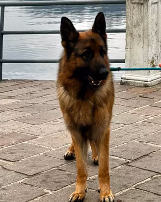 Pastore tedesco con pedigree 5 anni