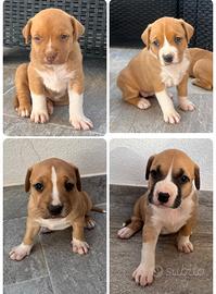 Cuccioli amstaff
