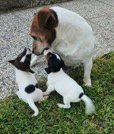 Jack russell terrier