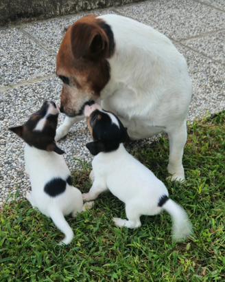 Jack russell terrier