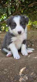 Border collie