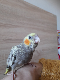 Calopsita allevato/a a mano