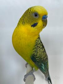 Ala nera