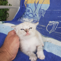 Gattina mignon bianca