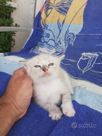 Gattina mignon bianca