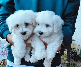 Cuccioli di Bichon maltese 9 settimane