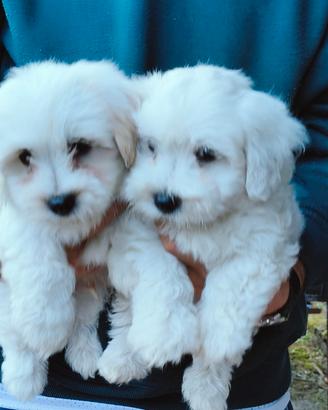 Cuccioli di Bichon maltese 9 settimane