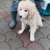Cuccioli di maremmano