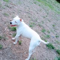 Amstaff pitbull