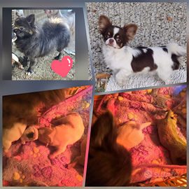 Chihuahua con pedigree