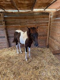 Puledra femmina marzo 2025