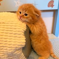 Cucciolo Scottish Fold Red ,GENOVA