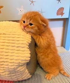 Cucciolo Scottish Fold Red ,GENOVA