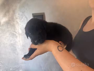 Meravigliosi cuccioli in arrivo
