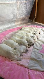 Golden retriver
