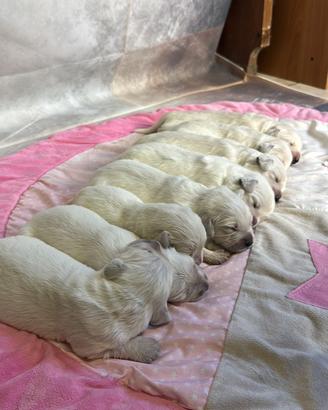 Golden retriver
