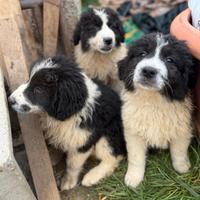 Pastore maremmano/caucasico cuccioli