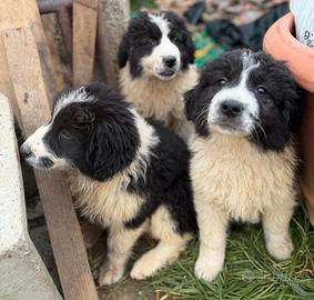 Pastore maremmano/caucasico cuccioli