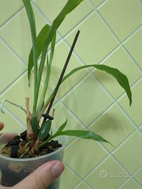 Orchidee Zygopetalum