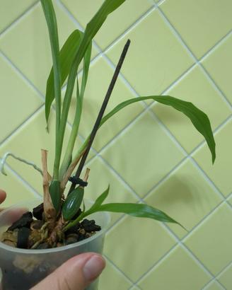 Orchidee Zygopetalum