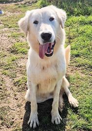 Perche' nessuno lo adotta?sonny in canile