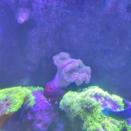 Sarcophyton su roccetta