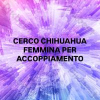 Chihuahua maschio disponibile