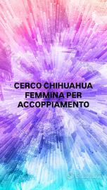 Chihuahua maschio disponibile