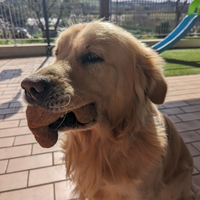 Golden Retriever per accoppiamento